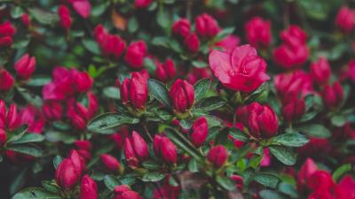 Flowers bush petals 4k wallpaper