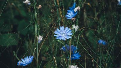 Flowers chicory grass 4k wallpaper