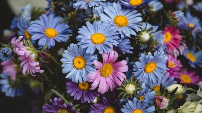 Flowers colorful bouquet 4k wallpaper