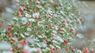 Flowers daisies flowerbed 4k wallpaper