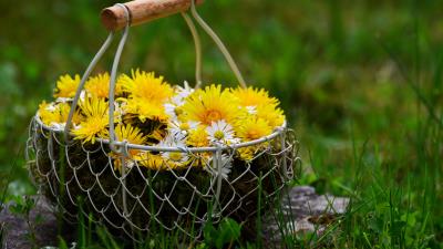 Flowers dandelions basket 4k wallpaper