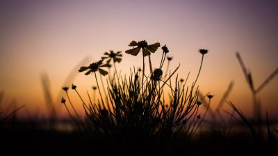 Flowers dark twilight 4k wallpaper
