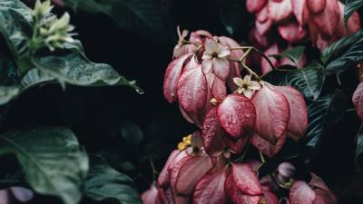 Flowers drops bush elegant 4k wallpaper