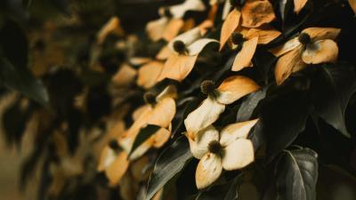 Flowers dry leaves 4k wallpaper