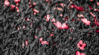 Flowers field bloom image 4k wallpaper