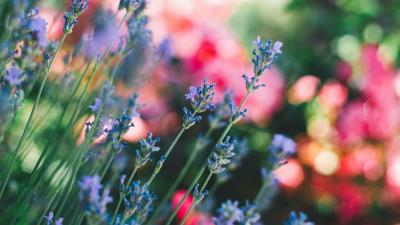 Flowers field stems 4k wallpaper
