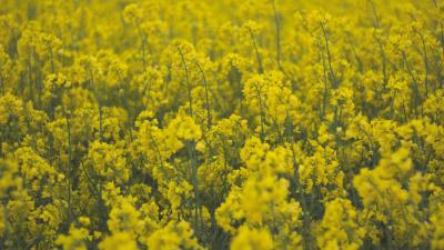 Flowers field yellow plants 4k wallpaper
