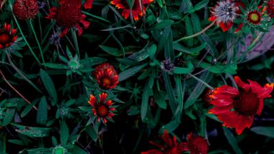 Flowers flower bed flowering 4k wallpaper