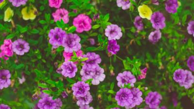 Flowers flower bed plants 4k wallpaper