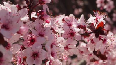 Flowers flowering spring pink 4k wallpaper