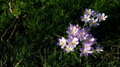 Flowers grass lawn branc 4k wallpaper