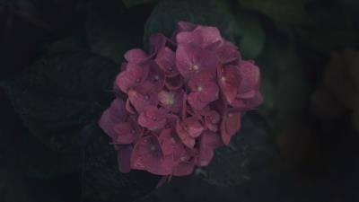 Flowers inflorescence pink 4k wallpaper