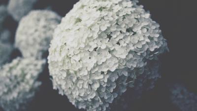 Flowers inflorescence white 4k wallpaper