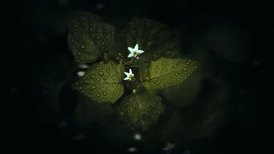 Flowers leaves drops image 4k wallpaper