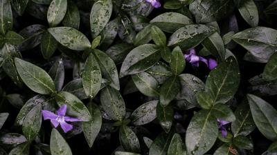 Flowers leaves drops 4k wallpaper