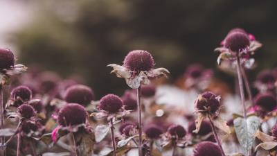 Flowers leaves plant image 4k wallpaper