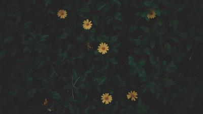 Flowers leaves plant 4k wallpaper