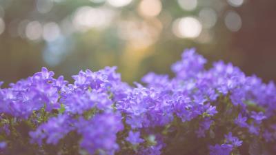 Flowers lilac blur 4k wallpaper