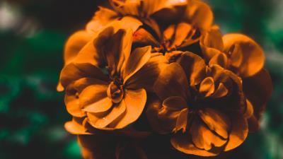 Flowers orange macro 4k wallpaper