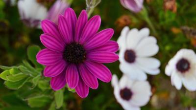 Flowers petals buds blur 4k wallpaper