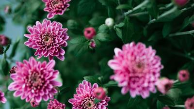 Flowers petals bush 4k wallpaper