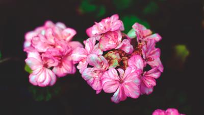 Flowers petals pink 4k wallpaper