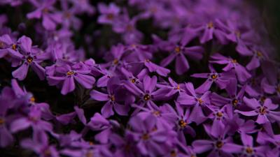 Flowers petals purple 4k wallpaper