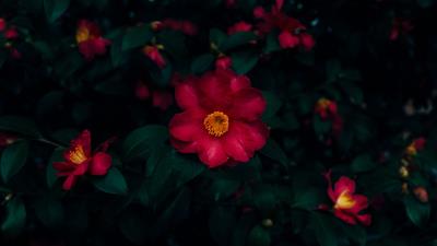 Flowers pink bloom image 4k wallpaper