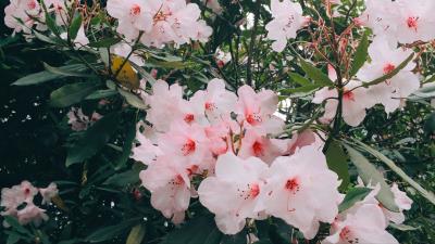 Flowers pink bloom 4k wallpaper