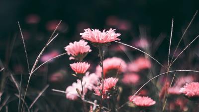 Flowers pink blur 4k wallpaper