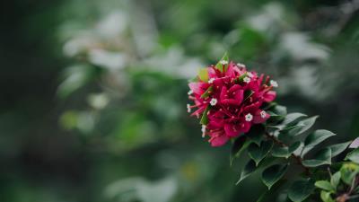 Flowers pink branch 4k wallpaper