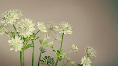 Flowers plant stems 4k wallpaper