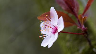 Flowers pollen petals 4k wallpaper