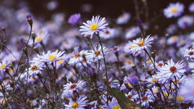 Flowers purple bloom 4k wallpaper