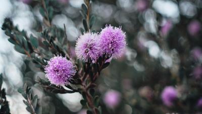 Flowers purple flowering 4k wallpaper