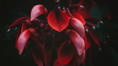 Flowers red dark 4k wallpaper