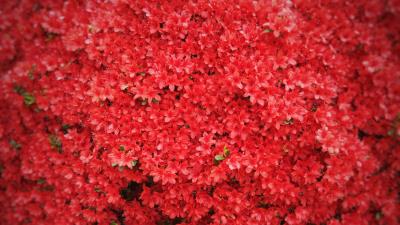 Flowers red tree 4k wallpaper