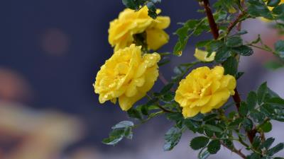 Flowers roses branch drops yellow roses 4k wallpaper