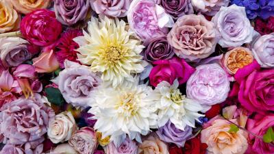 Flowers roses dahlias 4k wallpaper