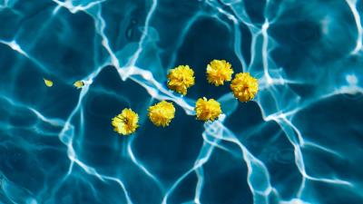 Flowers water pool 4k wallpaper