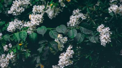 Flowers white bush 4k wallpaper