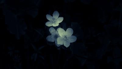 Flowers white macro 4k wallpaper