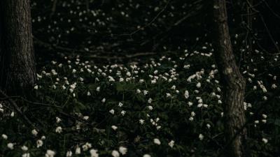 Flowers white plant 4k wallpaper