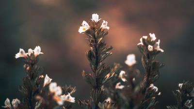 Flowers wild flowers blur 4k wallpaper