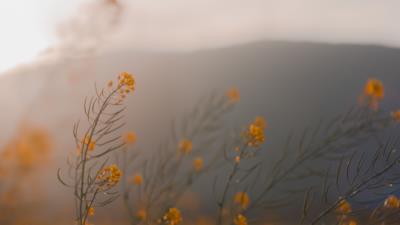 Flowers wildflowers grass image 4k wallpaper