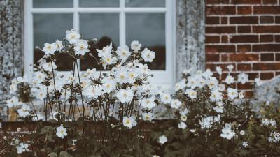 Flowers window flower bed 4k wallpaper