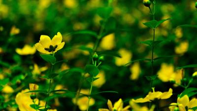 Flowers yellow bloom 4k wallpaper