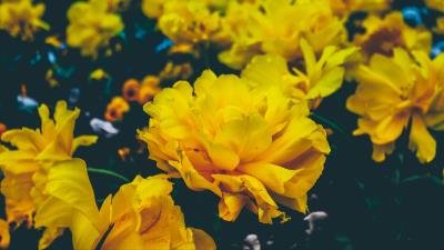 Flowers yellow buds 4k wallpaper
