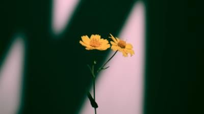 Flowers yellow plant 4k wallpaper