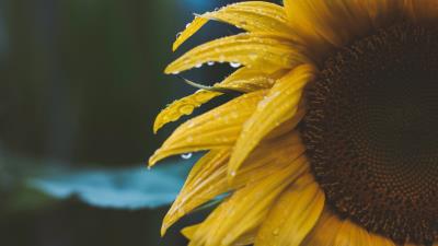 Flower yellow petals picture 4k wallpaper